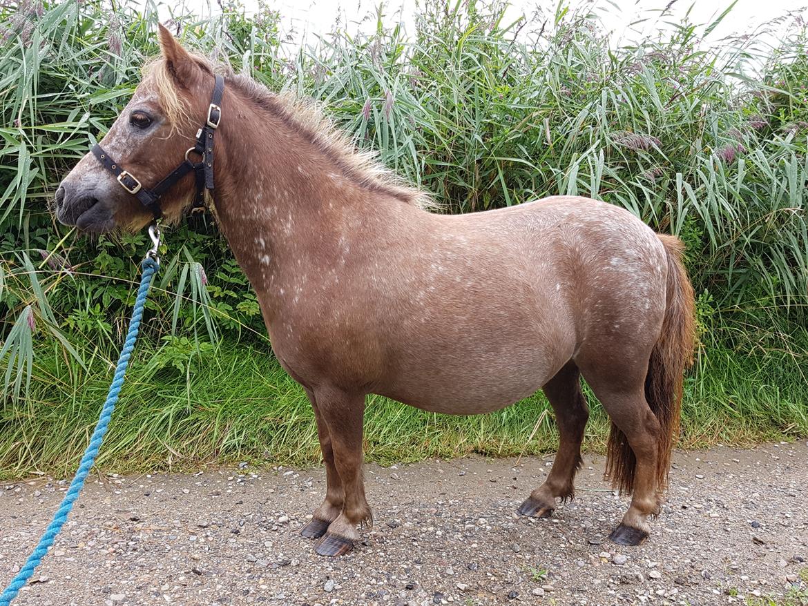 Knabstrupper Pippi SOLGT billede 31