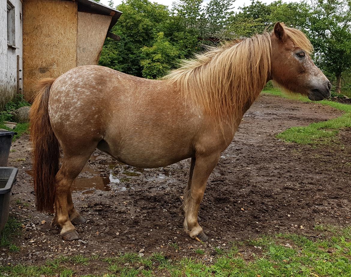 Knabstrupper Pippi SOLGT billede 2