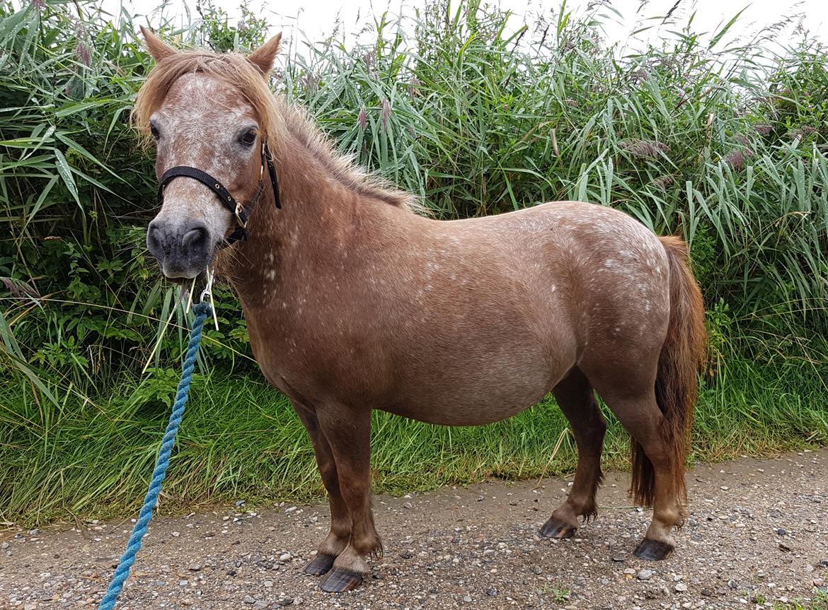 Knabstrupper Pippi SOLGT billede 32