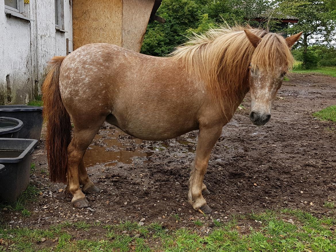 Knabstrupper Pippi SOLGT billede 21