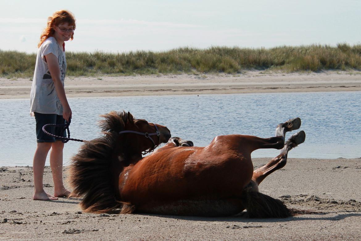 Islænder þokkabót fra Bakholm - 1/8-19 billede 6