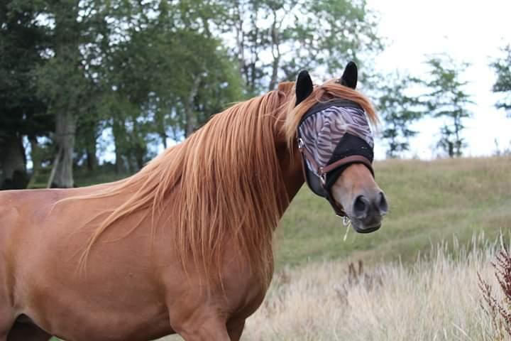 Arabisk fuldblod (OX) Emira bint Gharib ox *SOLGT* billede 3