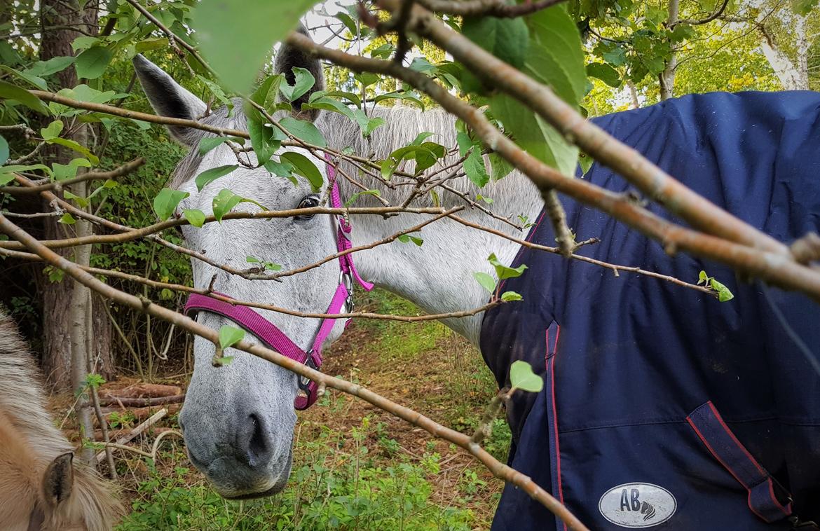 Anden særlig race Stensgården Marquis billede 15