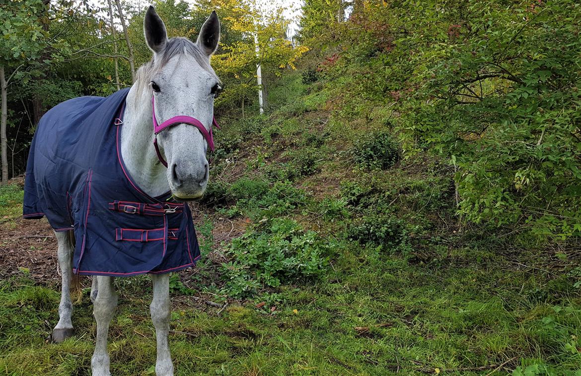 Anden særlig race Stensgården Marquis billede 17