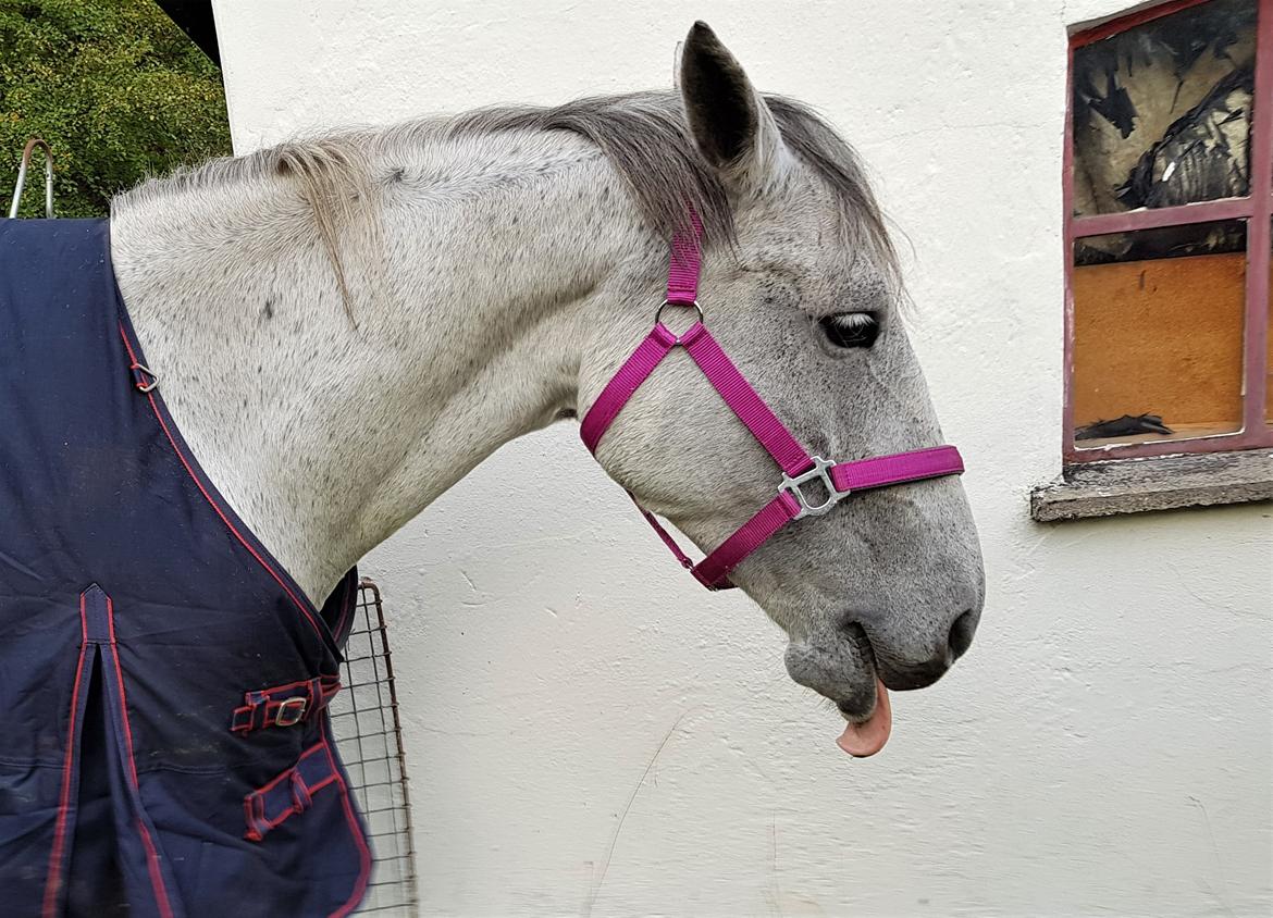 Anden særlig race Stensgården Marquis billede 19