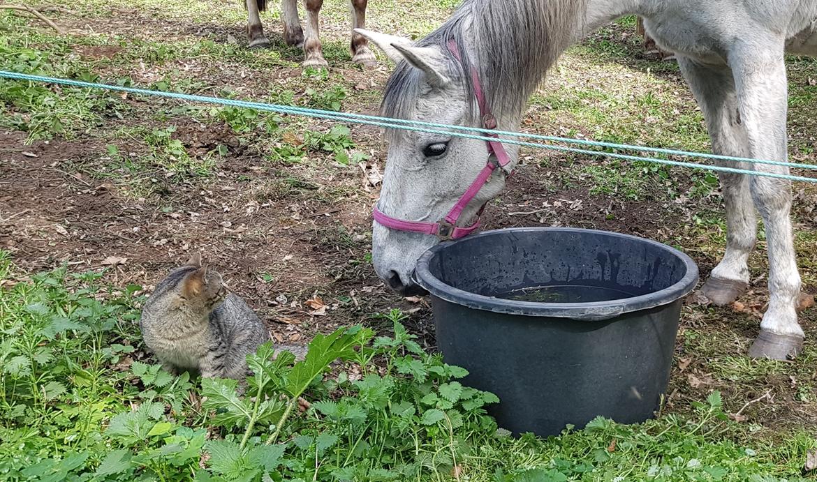 Anden særlig race Stensgården Marquis billede 16