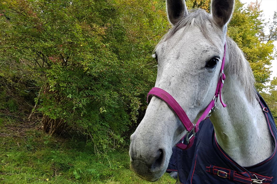 Anden særlig race Stensgården Marquis billede 18