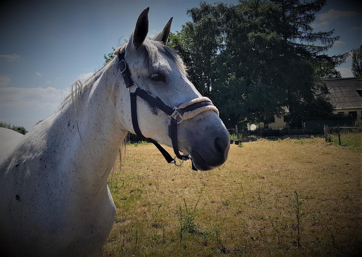 Anden særlig race Stensgården Marquis billede 9