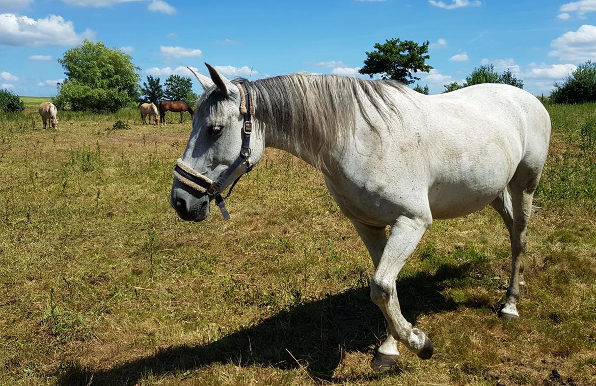 Anden særlig race Stensgården Marquis billede 5