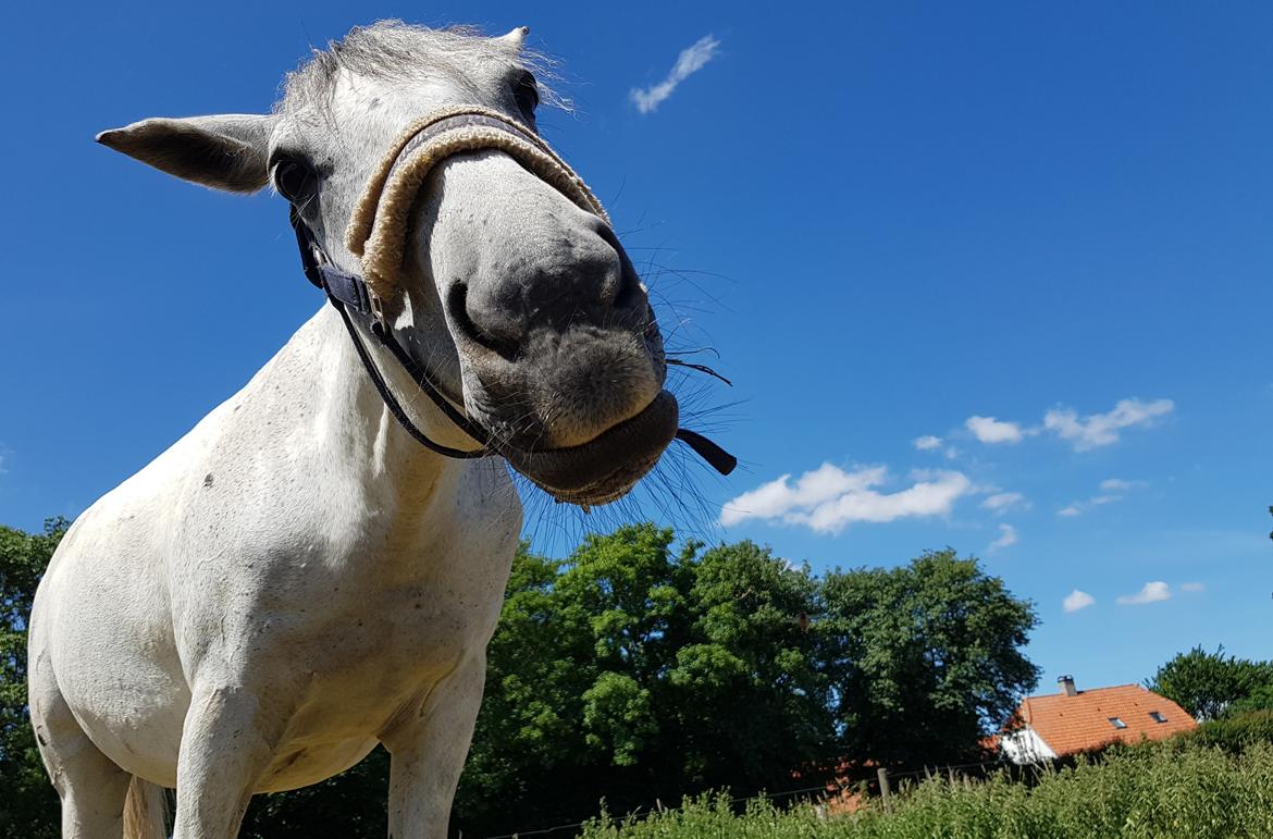 Anden særlig race Stensgården Marquis billede 3