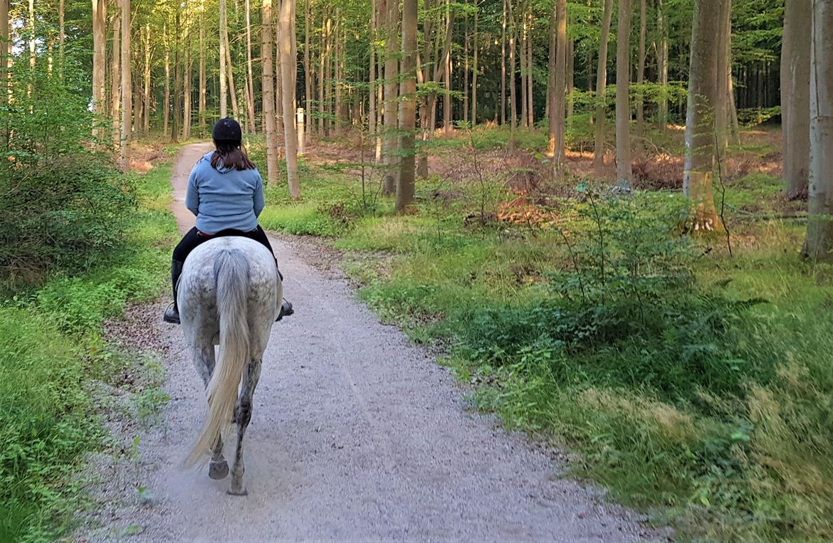 Anden særlig race Stensgården Marquis - Min mor på tur i det dejlige vejr billede 4