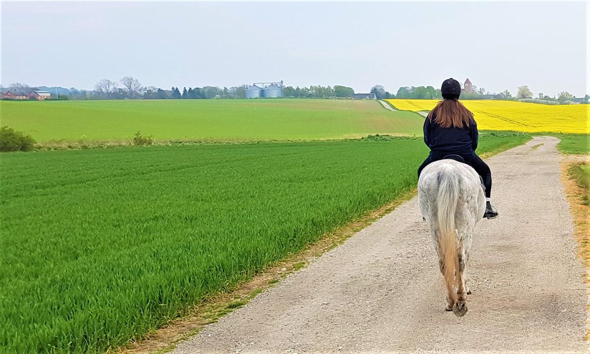 Anden særlig race Stensgården Marquis billede 8