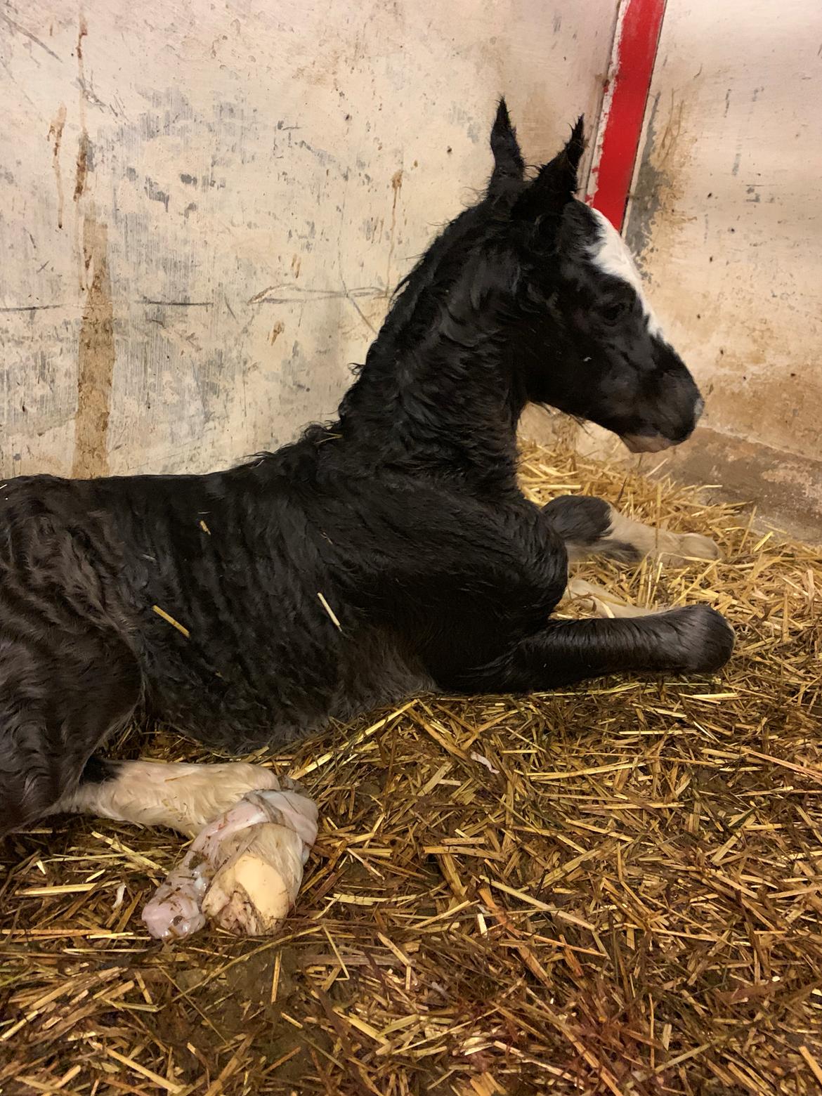Irish Cob Lærkegaarden's Mr. Morgan * Solgt * billede 2