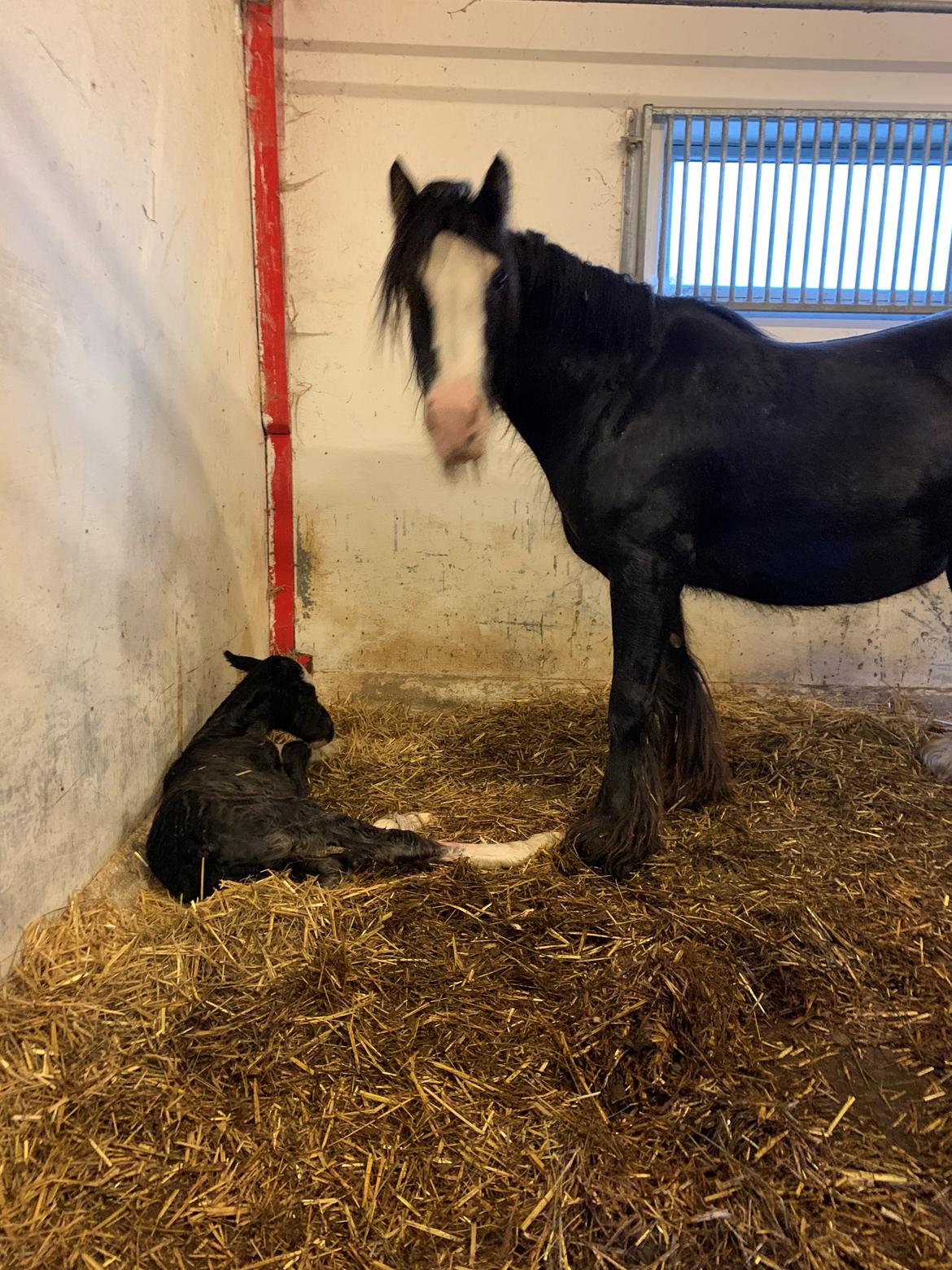 Irish Cob Lærkegaarden's Mr. Morgan * Solgt * billede 1