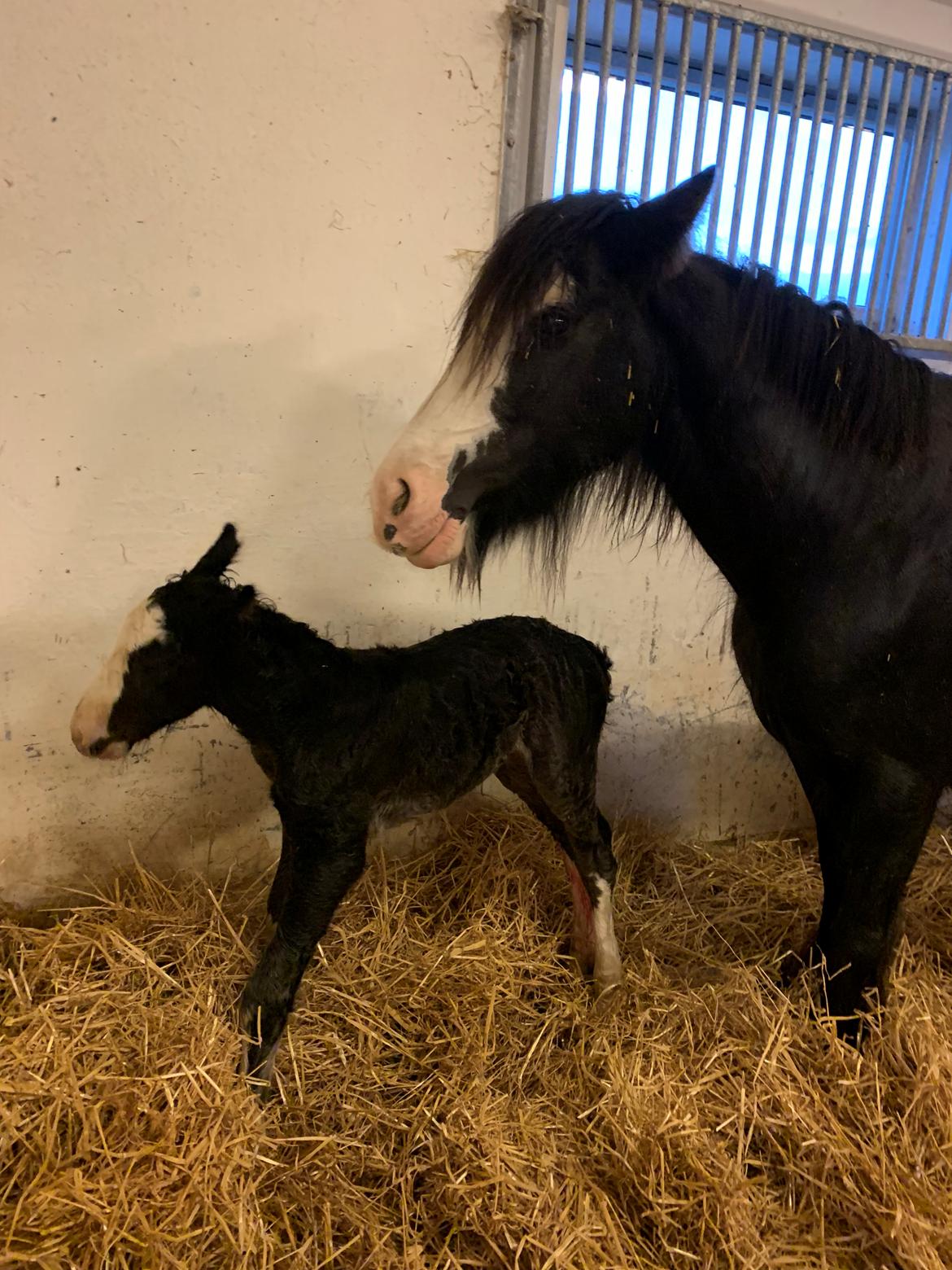 Irish Cob Lærkegaarden's Mr. Morgan * Solgt * billede 4