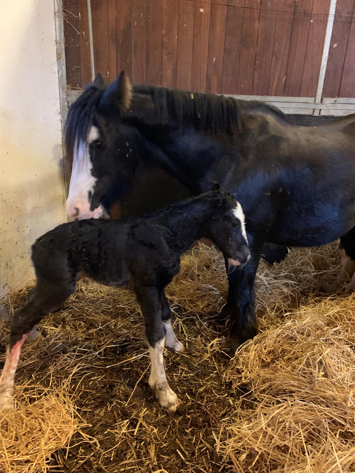 Irish Cob Lærkegaarden's Mr. Morgan * Solgt * billede 3