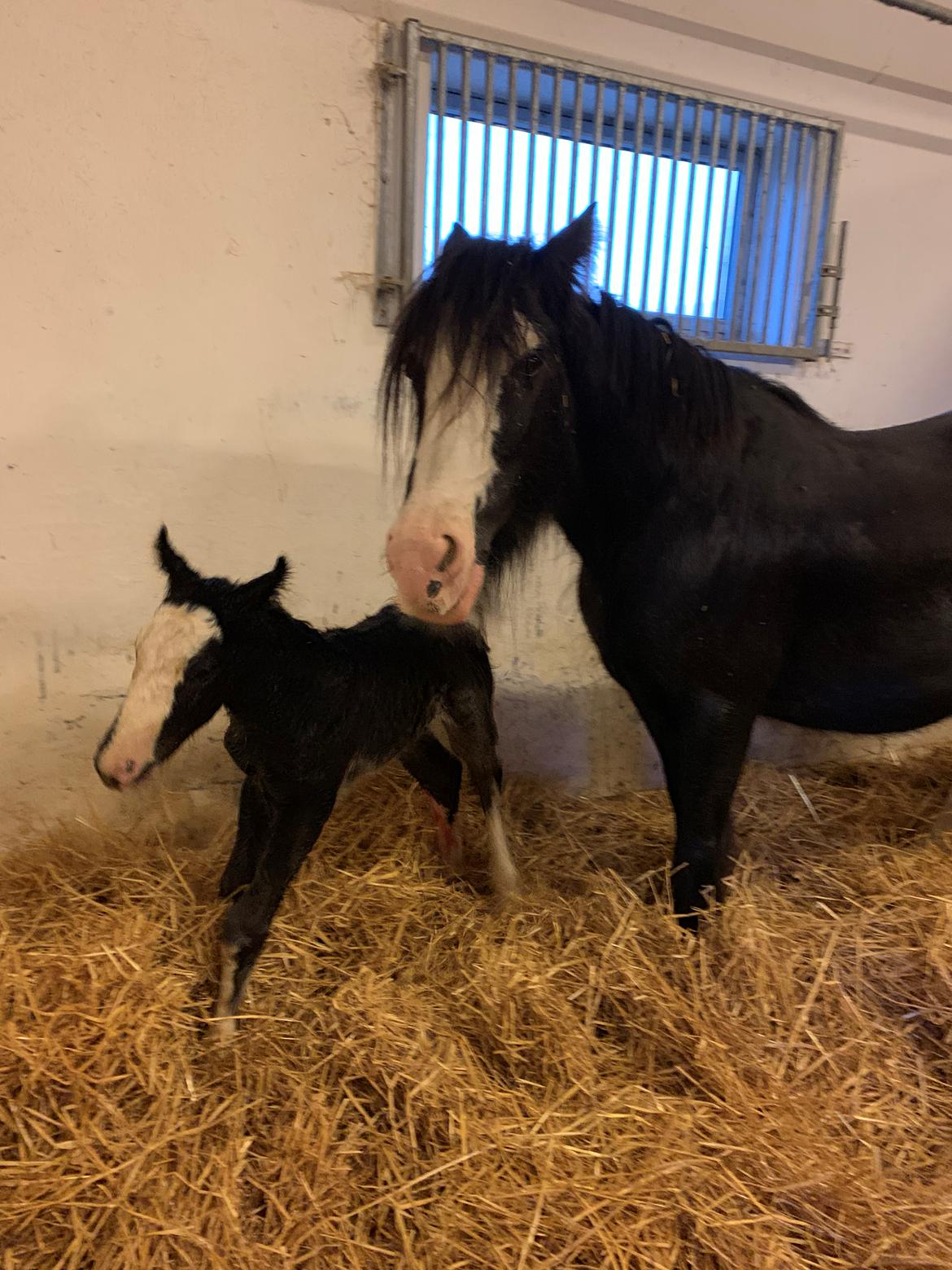 Irish Cob Lærkegaarden's Mr. Morgan * Solgt * billede 5
