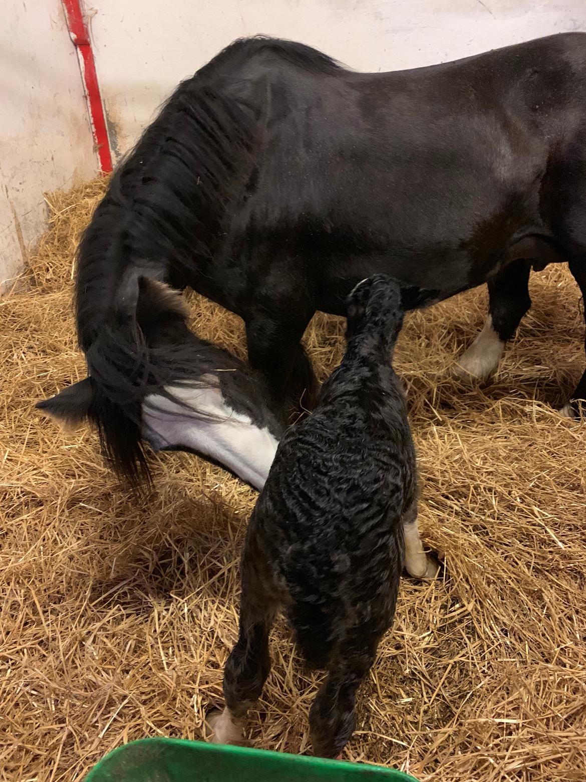 Irish Cob Lærkegaarden's Mr. Morgan * Solgt * billede 6