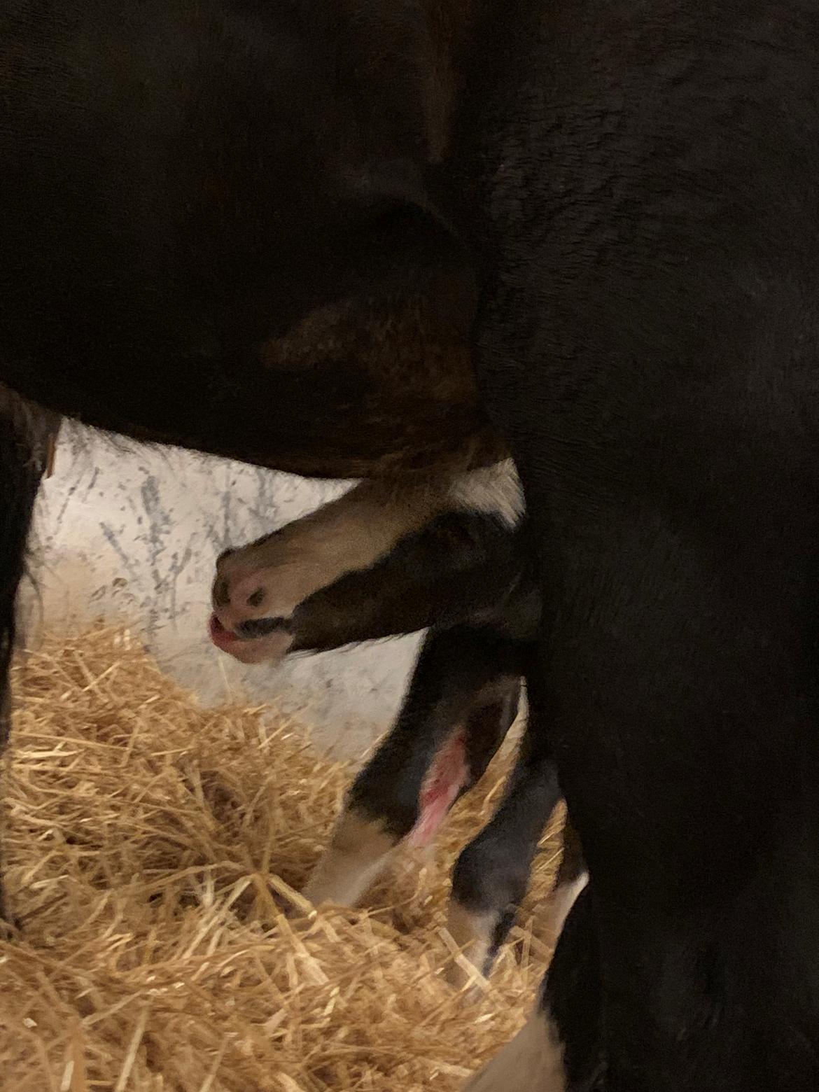 Irish Cob Lærkegaarden's Mr. Morgan * Solgt * billede 7