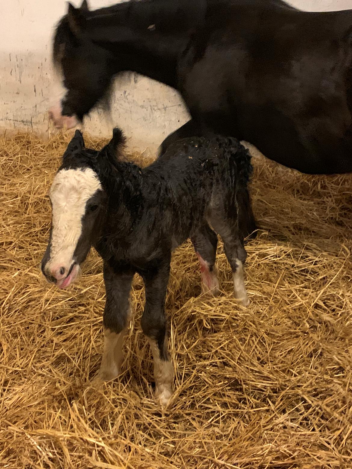 Irish Cob Lærkegaarden's Mr. Morgan * Solgt * billede 9