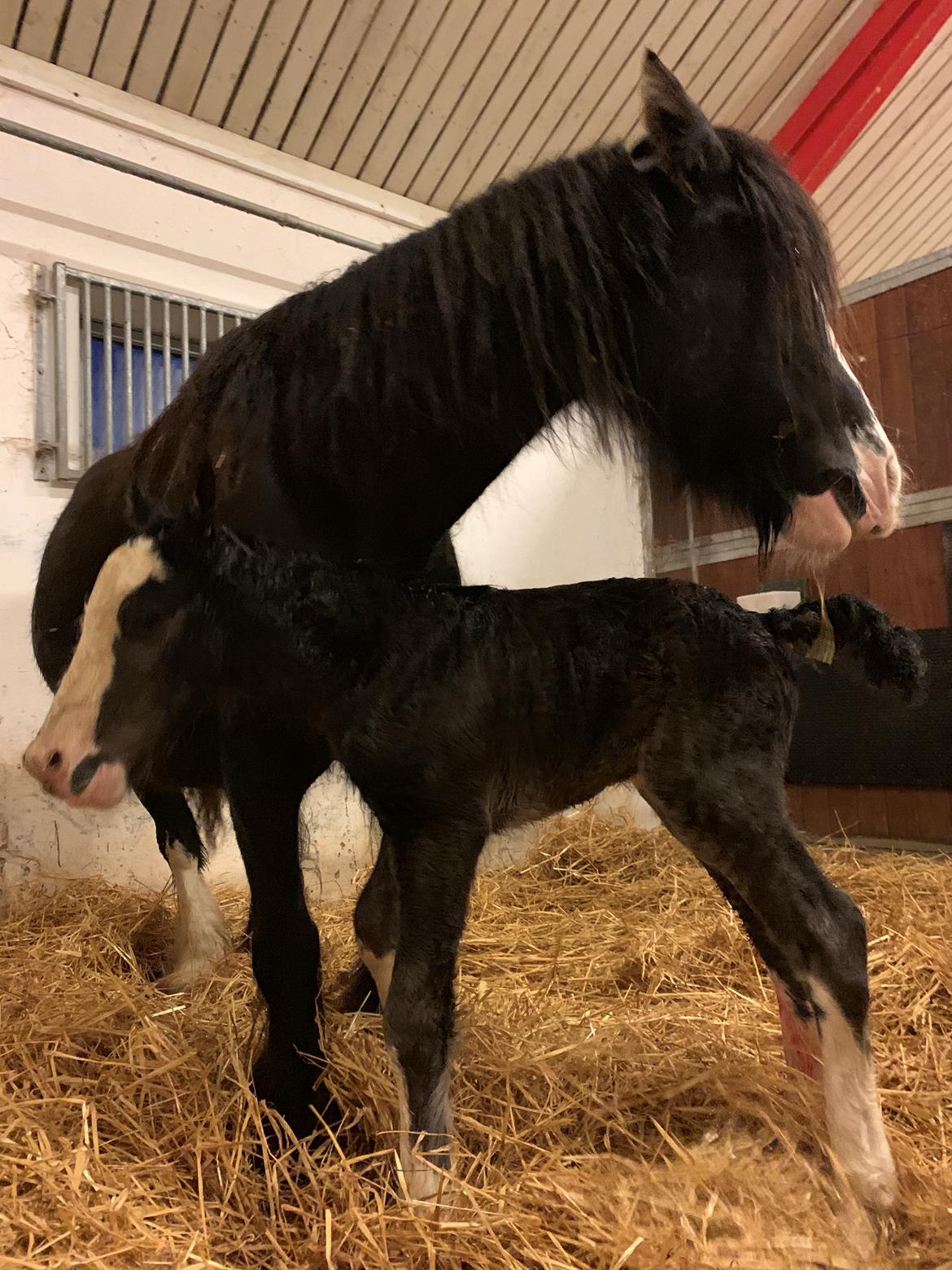 Irish Cob Lærkegaarden's Mr. Morgan * Solgt * billede 8