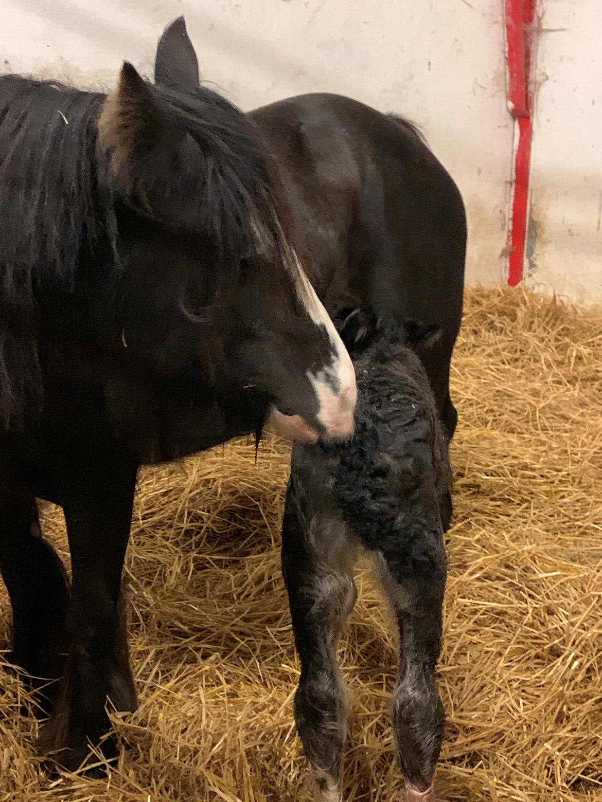 Irish Cob Lærkegaarden's Mr. Morgan * Solgt * billede 10