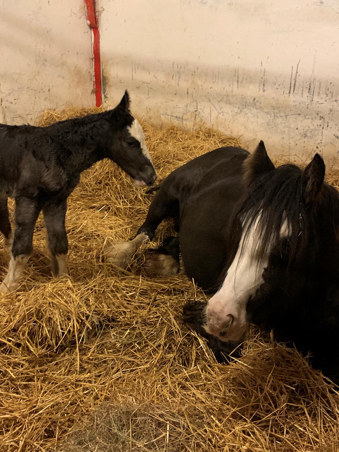 Irish Cob Lærkegaarden's Mr. Morgan * Solgt * billede 11