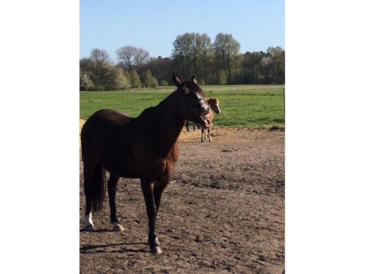 {{currentPhoto.altText}} billede {{currentPhoto.number}}