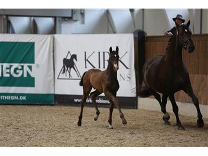 {{currentPhoto.altText}} billede {{currentPhoto.number}}