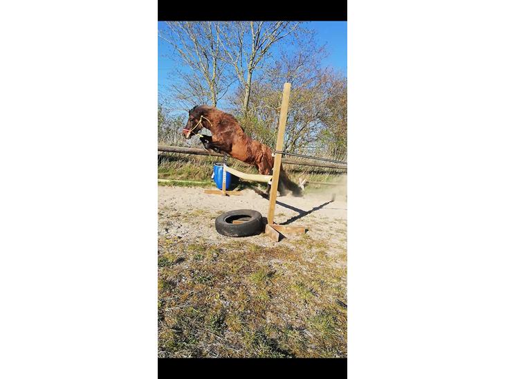 {{currentPhoto.altText}} billede {{currentPhoto.number}}