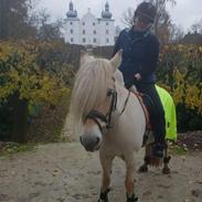 Fjordhest Frigg nørup