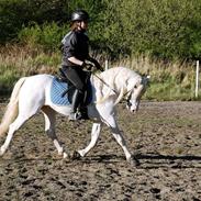 Welsh Pony (sec B) Cadlanvalley Moonlight  (GBR) Aka Valli. 