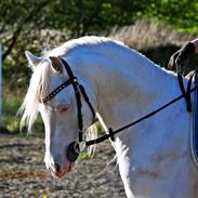 Welsh Pony (sec B) Cadlanvalley Moonlight  (GBR) Aka Valli. 