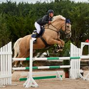 Palomino Amberloid