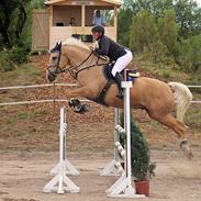 Palomino Amberloid