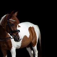 Pinto Apollo última