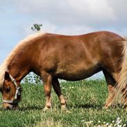 Shetlænder Hedegårdens Tikka