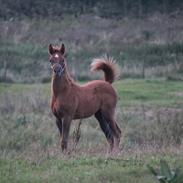 Arabisk fuldblod (OX) Shanzy Bint Sharifa