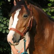 Welsh Pony af Cob-type (sec C) Flynn Rider