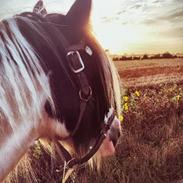 Irish Cob Luna ( Surprice Of Survivor)