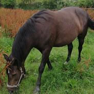 New Forest Skovly's Impalah