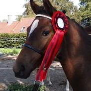 Welsh Partbred (Sec F) Struntze's Game Player