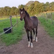 Welsh Partbred (Sec F) Struntze's Game Player