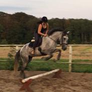 Lusitano Legendarich