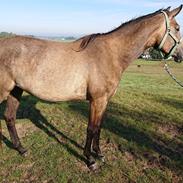 Trakehner Perfect By KMH