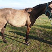 Trakehner Perfect By KMH