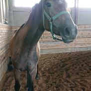 Trakehner Perfect By KMH