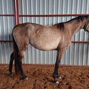 Trakehner Perfect By KMH