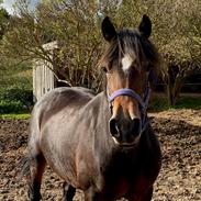 Welsh Cob (sec D) Trevallion Lulu