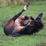 Welsh Cob (sec D) Trevallion Lulu